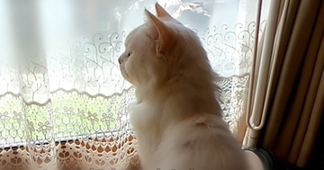 寂しげな表情で窓の外を見つめる『やせ細った元野良猫』→約３年後…「凄い綺麗になって泣」「想像もできなかった」ビフォーアフターに感涙の声