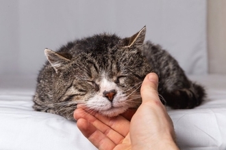 猫が『天国へ旅立つ直前』に残したいメッセージ4つ　最期の時間に込められた飼い主への想いとは