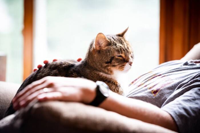 猫が『天国へ旅立つ直前』に残したいメッセージ4つ　最期の時間に込められた飼い主への想いとは