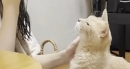 お風呂から戻ってきた娘に甘える猫…『尊すぎる光景』にほっこりする人が続出「大好きって感じがする」「本当に可愛らしい」