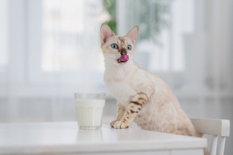 猫に絶対に飲ませてはいけない『危険な飲み物』5選　命を落とす可能性も？飲んでしまったときの対処法まで