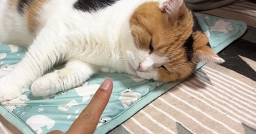 大好きなおしりぽんぽんを堪能する三毛猫→指を差し出されると…『可愛すぎる光景』に癒される人が続出「反則でしょ」「ずっと見ていたい」