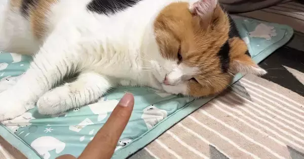 大好きなおしりぽんぽんを堪能する三毛猫→指を差し出されると…『可愛すぎる光景』に癒される人が続出「反則でしょ」「ずっと見ていたい」
