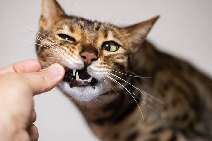 猫と人間の間で感染する『人獣共通感染症』4つ　表れる症状や避けるべき行為も解説