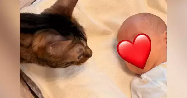 生まれたばかりの赤ちゃんが家にやってきたら…猫が見せた『可愛すぎる反応』が19万再生「絶対いいお姉ちゃんになる」「賢くて優しい」