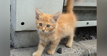 エアコンの工事をしていたら、『茶トラの子猫』が近づいてきて…予想外の『出会いの瞬間』が259万再生「幸せになってね」「ほっこりした」