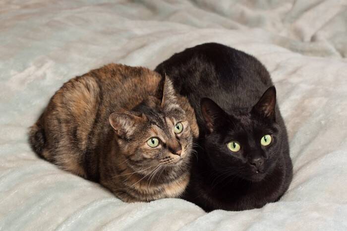 猫の『毛の色』が変化する原因3つ　年齢や環境が関係している？不思議な現象の理由とは