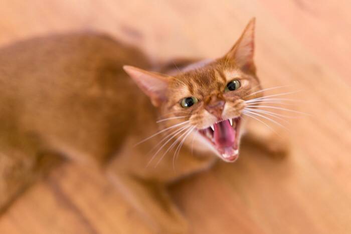 猫が飼い主を『襲ってくる』ときの原因3つ　攻撃的になる理由や対処法も解説