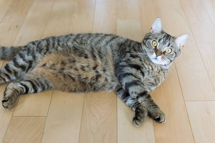 猫が飼い主を『襲ってくる』ときの原因3つ　攻撃的になる理由や対処法も解説