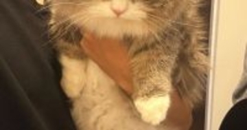 動物病院の先生に『太り過ぎ』と言われてしまったネコ…『衝撃の表情』に23万いいね「女の子になんてことを」「冬毛です、の顔ｗ」