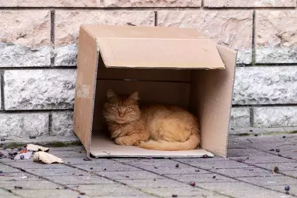 猫を『保護』したらすべきこと3つ　必要な準備や注意ポイントも解説