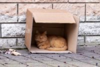 猫を『保護』したらすべきこと3つ　必要な準備や注意ポイントも解説