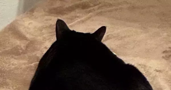 のんびりとくつろいでいた猫→背後から『名前を呼んでみる』と…予想外すぎる"かわいい反応"に１万いいね「今気分じゃないんだニャ」「愛おしい」