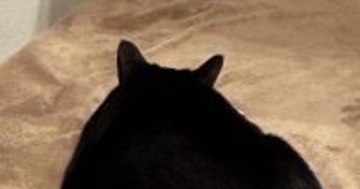 のんびりとくつろいでいた猫→背後から『名前を呼んでみる』と…予想外すぎる"かわいい反応"に１万いいね「今気分じゃないんだニャ」「愛おしい」