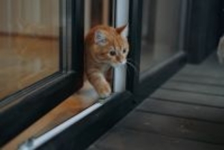 猫の飼い主がやってはいけない『モラルのない行動』5選　トラブルを避けるために心がけるべきこと