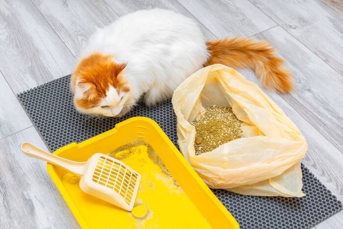 猫の飼い主がやってはいけない『モラルのない行動』5選　トラブルを避けるために心がけるべきこと