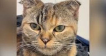 動物病院にやってきた子猫→『イケメンの獣医さん』が入ってきた次の瞬間…まさかの反応が36万再生「目にハートがｗ」「本気で笑ったｗ」