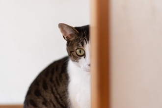 猫には『隠し事』が通じないと感じる瞬間4選　オヤツや病院…バレてしまう理由とは？