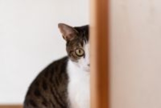 猫には『隠し事』が通じないと感じる瞬間4選　オヤツや病院…バレてしまう理由とは？