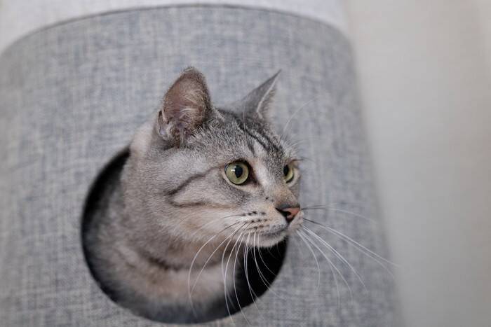 猫には『隠し事』が通じないと感じる瞬間4選　オヤツや病院…バレてしまう理由とは？