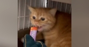 『威嚇していた保護猫』が『おやつを食べた』次の瞬間…まさかの光景が344万表示「顔が変わったｗ」「コワい…ウマイ…」と大反響