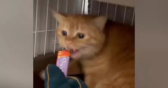 『威嚇していた保護猫』が『おやつを食べた』次の瞬間…まさかの光景が344万表示「顔が変わったｗ」「コワい…ウマイ…」と大反響