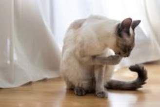 かゆみが猫の性格を変える？「皮膚」と「心」の不思議なつながりについて【獣医師執筆】