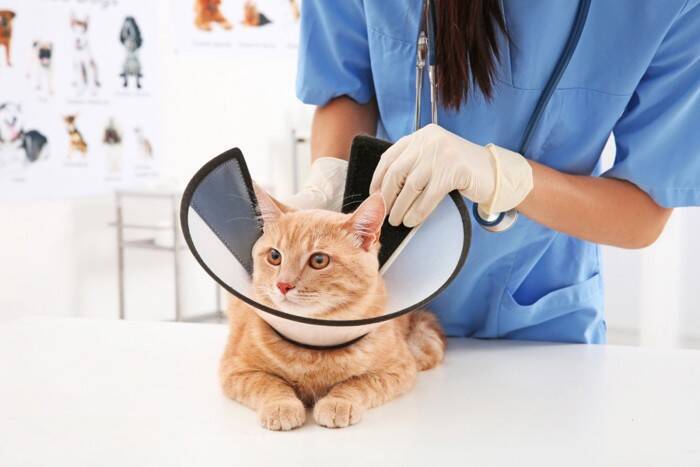 かゆみが猫の性格を変える？「皮膚」と「心」の不思議なつながりについて【獣医師執筆】