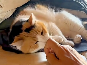 布団の上でくつろぐ三毛猫→近づいてみたら、次の瞬間…悶絶必至の『あざとすぎる行動』が11万再生「反則やんそんなん」「甘えん坊モード」
