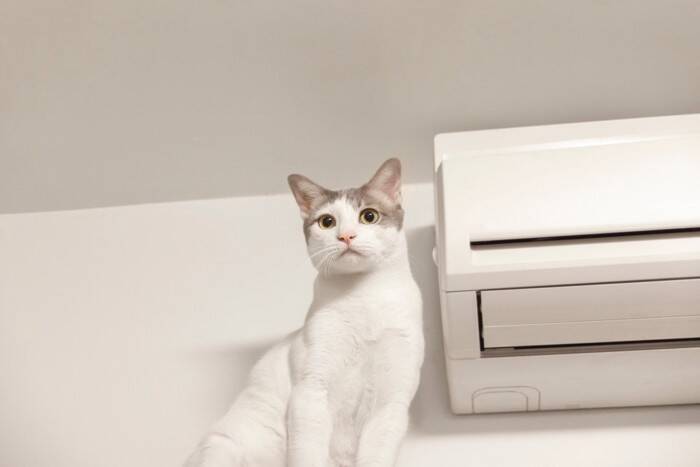 猫が快適に感じる『室温・湿度』は何度？　季節別のポイントや環境の整え方まで