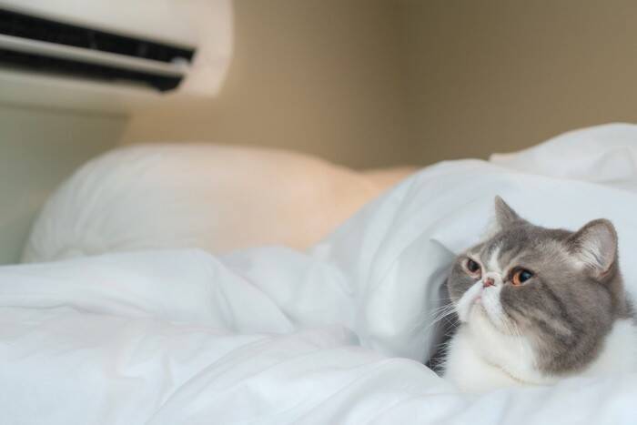 猫が快適に感じる『室温・湿度』は何度？　季節別のポイントや環境の整え方まで