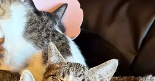 『ソファの上に集まる猫たち』を撮ったら…見事にシンクロした『可愛すぎる瞬間』に「ええええ奇跡」「こんなに揃うことあるんだ」と驚きの声