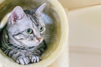 猫が飼い主の『大切な人に塩対応』を取る理由3つ　距離を縮めてもらう方法はある？