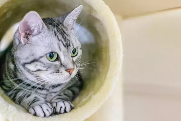 猫が飼い主の『大切な人に塩対応』を取る理由3つ　距離を縮めてもらう方法はある？