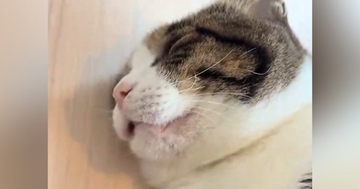 家に来てまだ1か月も経っていない猫→飼い主のすぐ隣で寝始めて…無防備すぎる寝姿に「起きるまで眺めたくなる」「信用しきってる証拠」