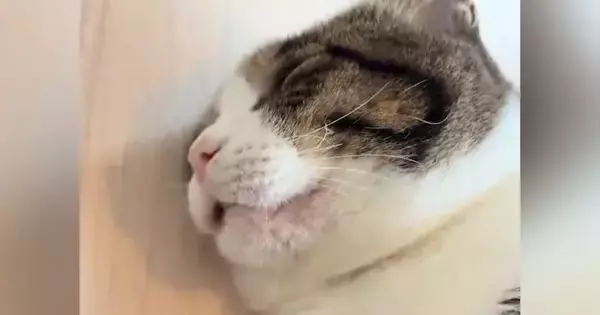 家に来てまだ1か月も経っていない猫→飼い主のすぐ隣で寝始めて…無防備すぎる寝姿に「起きるまで眺めたくなる」「信用しきってる証拠」