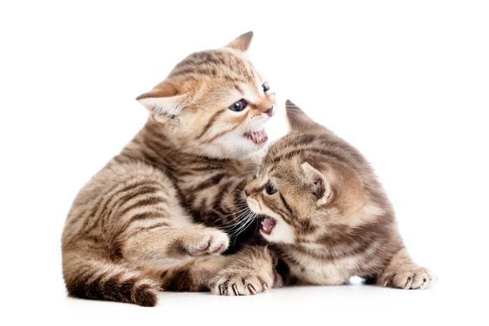 子猫の『8週齢規制』を知っていますか？その内容や、なぜこの規制が必要なのかを解説