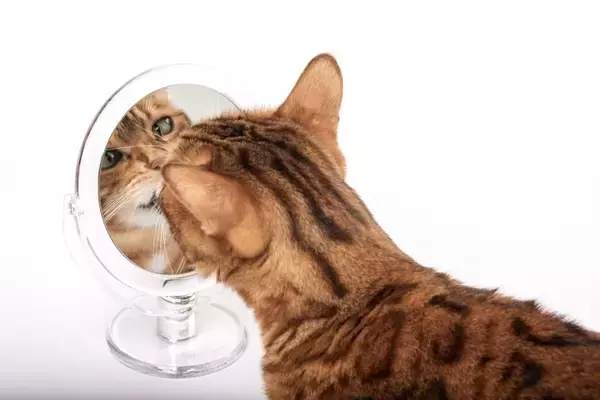 猫は『鏡に映る自分』を認識できる？猫が鏡を見たときに起きる3つのリアクション