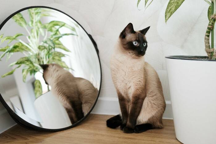 猫は『鏡に映る自分』を認識できる？猫が鏡を見たときに起きる3つのリアクション