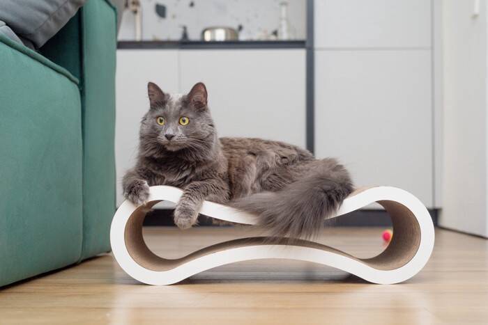 猫が『傷つけがち』な家具3選　ボロボロになる前に飼い主がすべき予防策