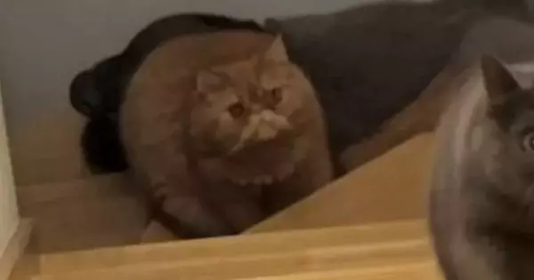 兄猫のごはんをつまみ食いして『追いかけられる弟猫』→表情を見ると…「可愛すぎて悶絶ｗｗ」まさかの光景に３万いいね「額に入れたいｗ」