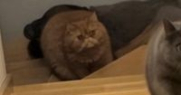 兄猫のごはんをつまみ食いして『追いかけられる弟猫』→表情を見ると…「可愛すぎて悶絶ｗｗ」まさかの光景に３万いいね「額に入れたいｗ」