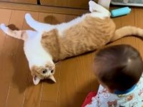 予測不能な行動をする赤ちゃん→２匹のネコが困惑して…『心の声がダダ漏れな様子』が58万再生「何とも言えない顔が良いわｗ」「猫って最高」