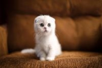 【2026年最新版】『人気の猫種』ランキングTOP5　個性あふれる魅力や特徴をご紹介