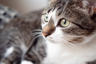 猫が『心を開いてくれない』ときの理由4つ　打ち解けるためにできることはある？