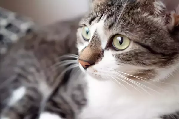 猫が『心を開いてくれない』ときの理由4つ　打ち解けるためにできることはある？