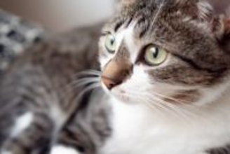 猫が『心を開いてくれない』ときの理由4つ　打ち解けるためにできることはある？