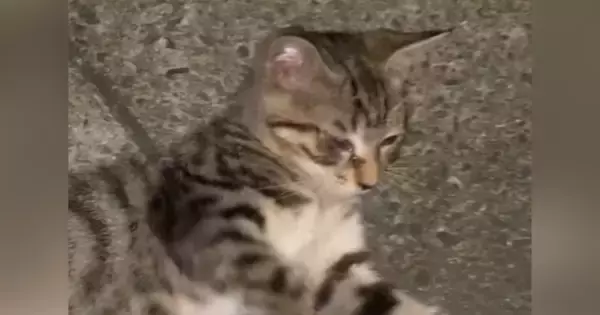 東京の路地裏で『やせ細った野良猫』と出会った結果→４年後…大きく変化した『現在の様子』に感動の声「素敵なお話」「幸せそうでよかった」