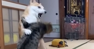 犬と共に暮らすネコたち→遊びが白熱して、喧嘩勃発かと思いきや…平和すぎる『日常の光景』が1095万再生「優しいケンカ」「仲良すぎ」