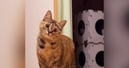 キョトンとした顔で『カメラを見つめていた猫』が、突然……驚きの『変化』に「なんか感動したｗ」「恐竜じゃんｗ」と280万再生の大反響